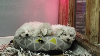 Cuccioli di maltese