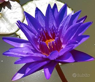 Ninfea tropicale diurna DIRECTOR George T. MOORE