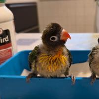 Piccoli pulli inseparabili personata mascherato