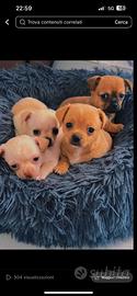 Chihuahua