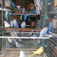 Cocorite in blocco per grossisti