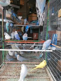 Cocorite in blocco per grossisti