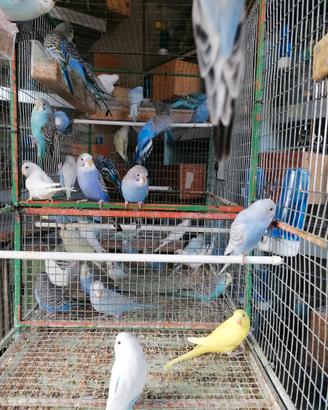 COCORITE, disponibili in BLOCCO