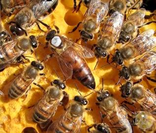 Api Regine Ligustica 2026