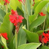 bulbi di fiori canna arancio