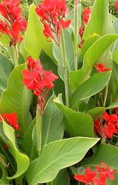 bulbi di fiori canna arancio