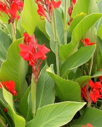 bulbi di fiori canna arancio