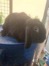 Coniglio Ariete nano