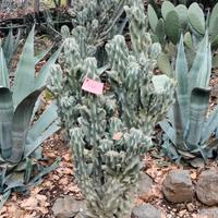 piante grasse grandi 