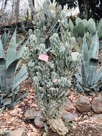 piante grasse grandi 