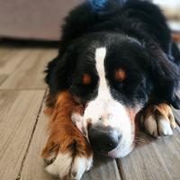 BOVARO MASCHIO per monta