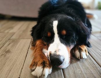 BOVARO MASCHIO per monta