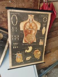 pannelli anatomici si tela
