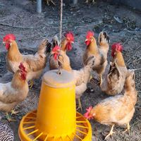 Galline bionda piemontese