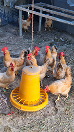 Galline bionda piemontese