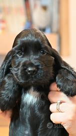 Cocker cucciolo