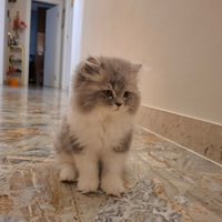Gattina persiana