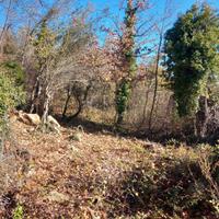 Terreno 9 ettari bosco seminativo