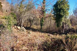 Terreno 9 ettari bosco seminativo