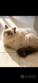 Cuccioli Ragdoll