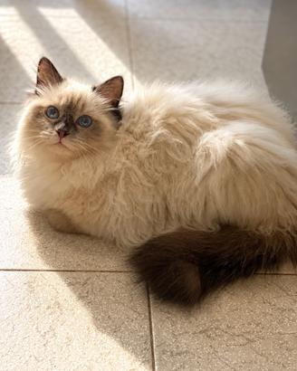 Cuccioli Ragdoll