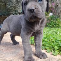 Cuccioli cane corso