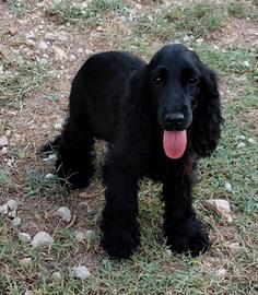Cocker femmina pedigree ENCI
