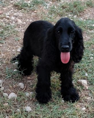 Cocker femmina pedigree ENCI