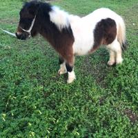 Mini pony maschio