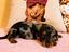 Immagine 4