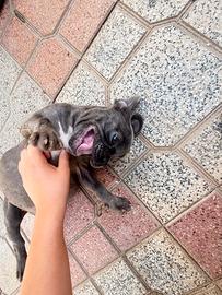 Bulldog Francese