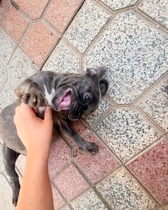 Bulldog Francese