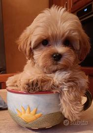 Maltipoo maschietto fulvo