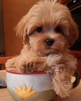 Maltipoo maschietto fulvo