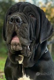 Mastino Napoletano 5 mesi maschio