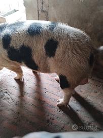maiale maschio 