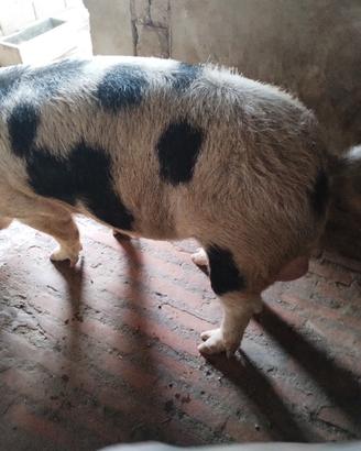 maiale maschio 