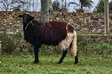 Montone da riproduzione