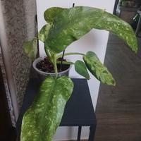 pianta philodendron  Jose buono 