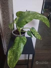 pianta philodendron  Jose buono 