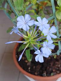 Gelsomino azzurro (Plumbago)