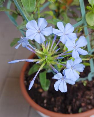 Gelsomino azzurro (Plumbago)