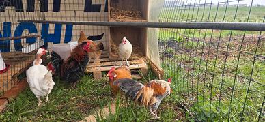 Galline nane