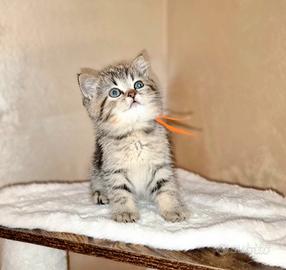 British shorthair e longhair