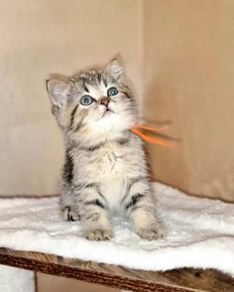 British shorthair e longhair
