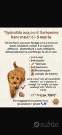 Animali