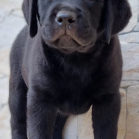 Cuccioli di Labrador Retriever