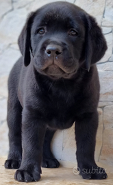 Cuccioli di Labrador Retriever