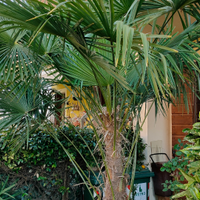 Palma da giardino