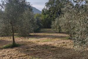 Terreno agricolo sui Colli Euganei